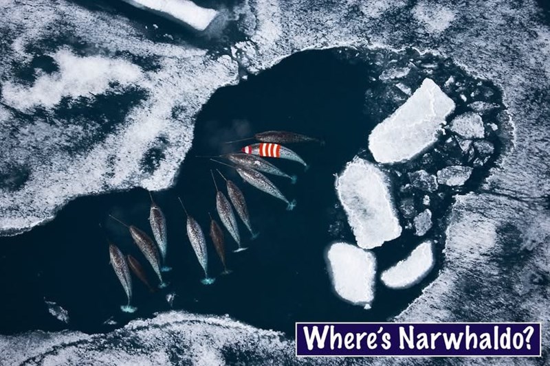 Where's Narwhaldo?