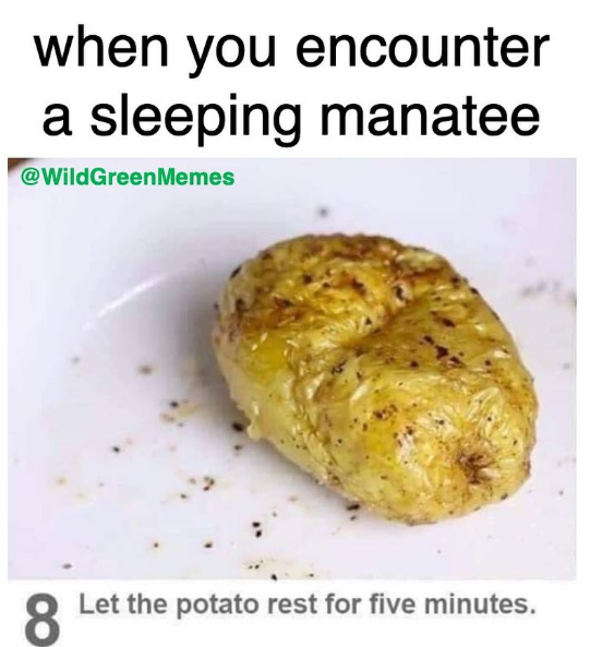 when you encounter a sleeping manatee @WildGreen Memes 8 Let the potato rest for five minutes.