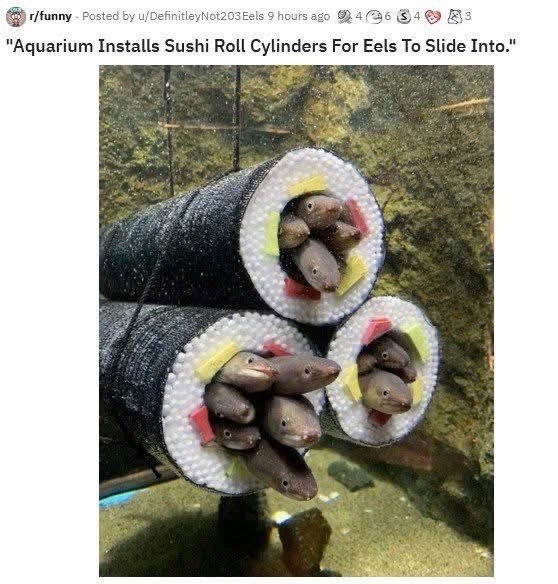 r/funny - Posted by u/DefinitleyNot203 Eels 9 hours ago 46 $4 "Aquarium Installs Sushi Roll Cylinders For Eels To Slide Into."