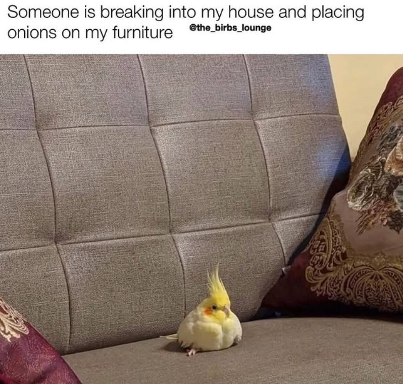 Someone is breaking into my house and placing onions on my furniture @the_birbs_lounge
