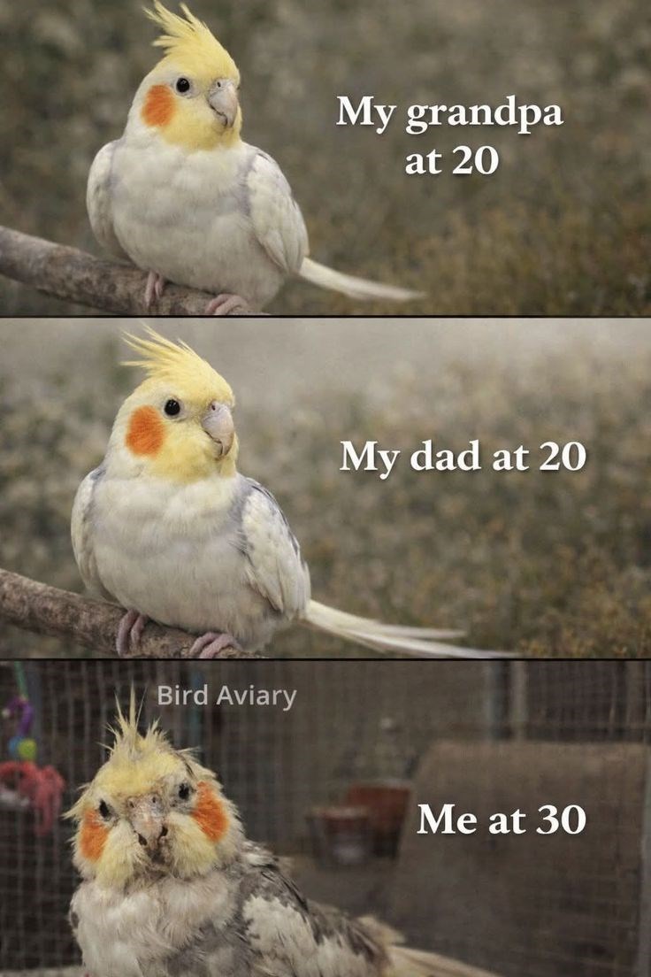 Bird Aviary My grandpa at 20 My dad at 20 Me at 30