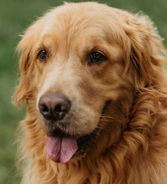 Beautiful golden retriever portrait.