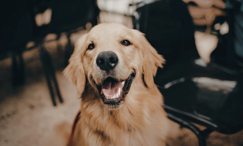 Golden retriever looking silly for the camera.