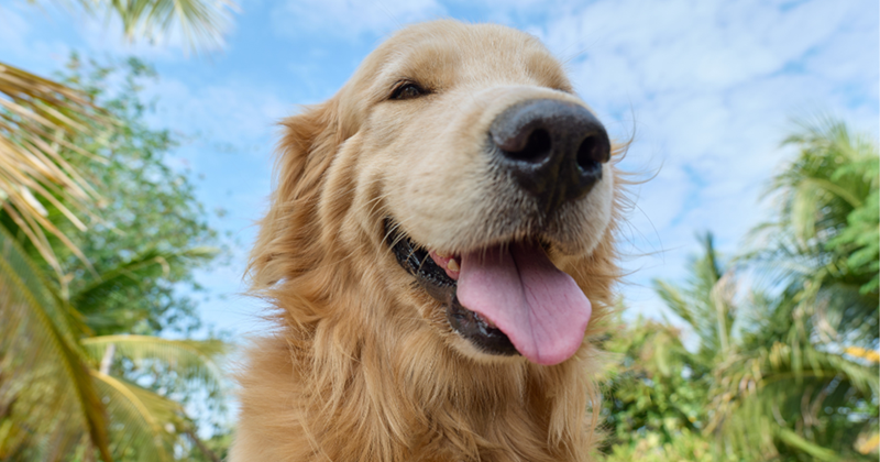 Close-up photo of a golden retriever.