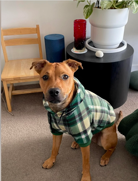 Cheezburger Image 10616662272