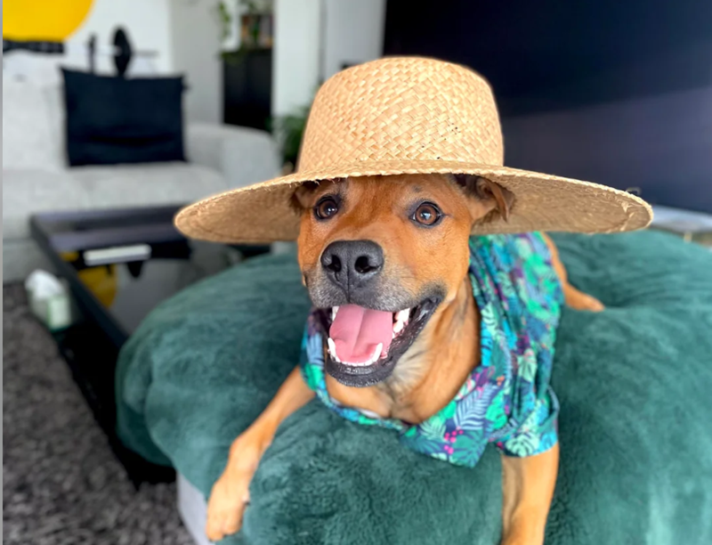 Cheezburger Image 10616662784