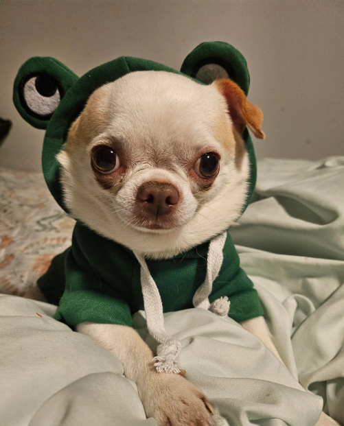 Cheezburger Image 10616663808