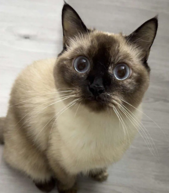 Cheezburger Image 10616664576