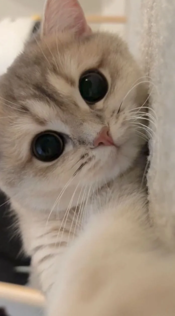 Cheezburger Image 10616664832