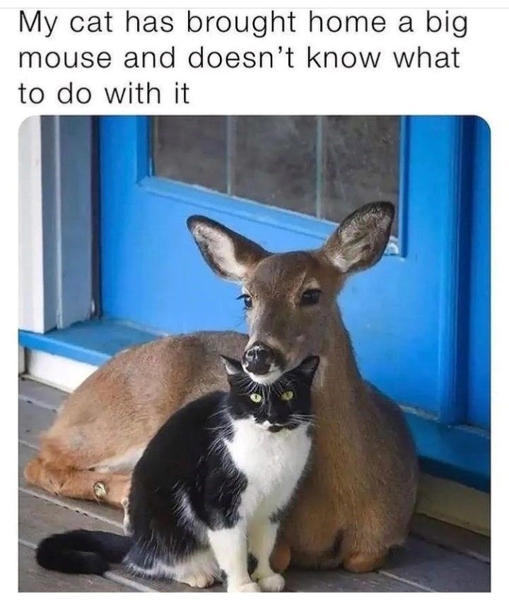 My cat has brought home a big mouse and doesn't know what to do with it