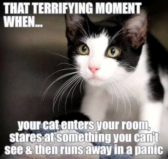 THAT TERRIFYING MOMENT WHEN... your cat enters your room, stares at something you can't see & then runs away in a panic