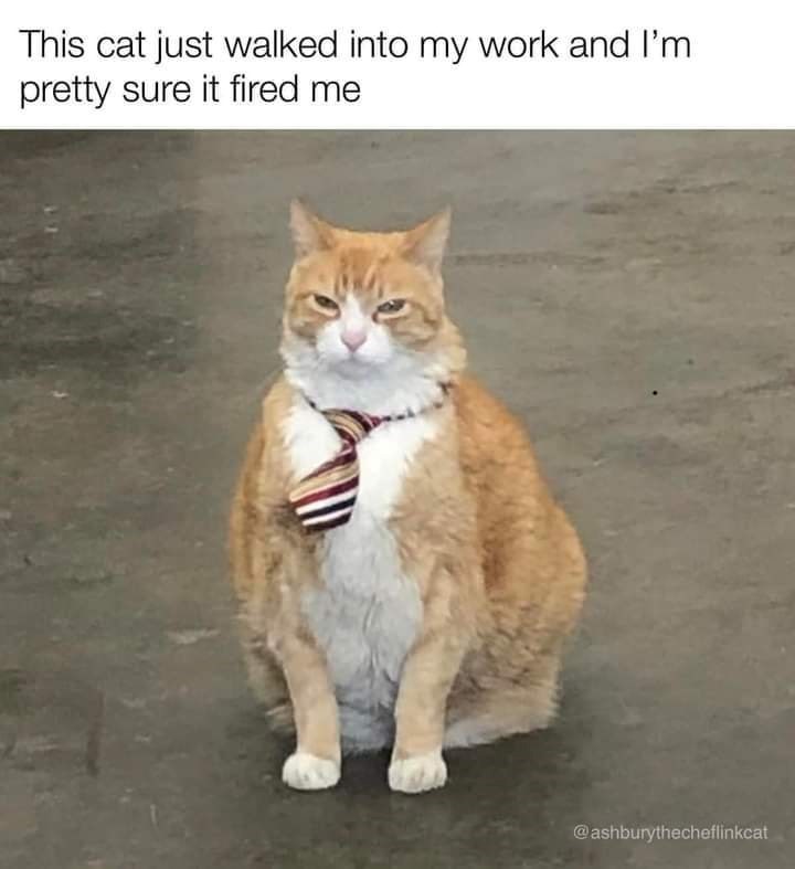 This cat just walked into my work and I'm pretty sure it fired me @ashburythecheflinkcat
