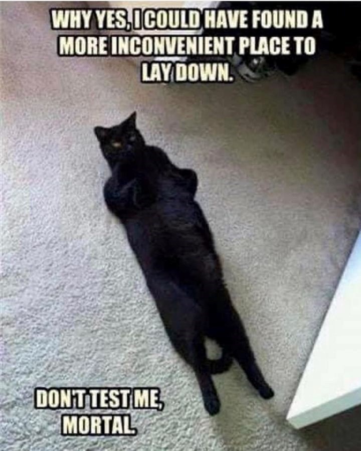 WHY YES, COULD HAVE FOUND A MORE INCONVENIENT PLACE TO LAY DOWN. DON'T TEST ME, MORTAL