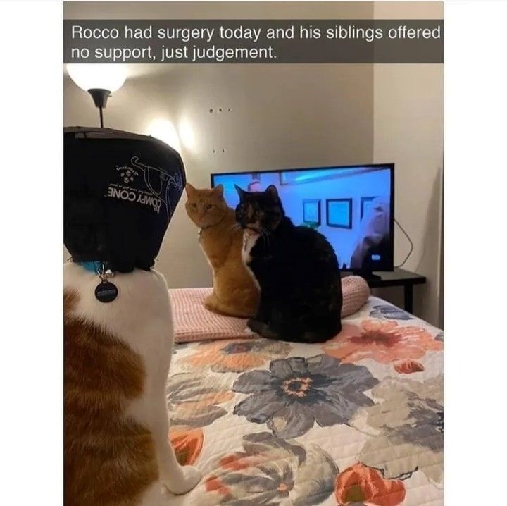 Rocco had surgery today and his siblings offered no support, just judgement.