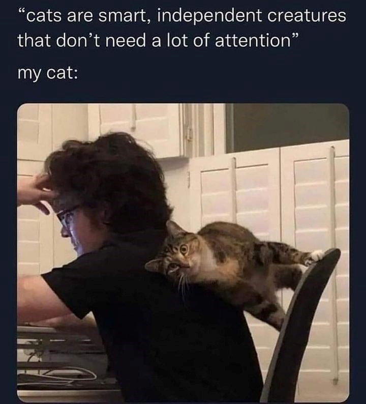 "cats are smart, independent creatures that don't need a lot of attention" my cat: