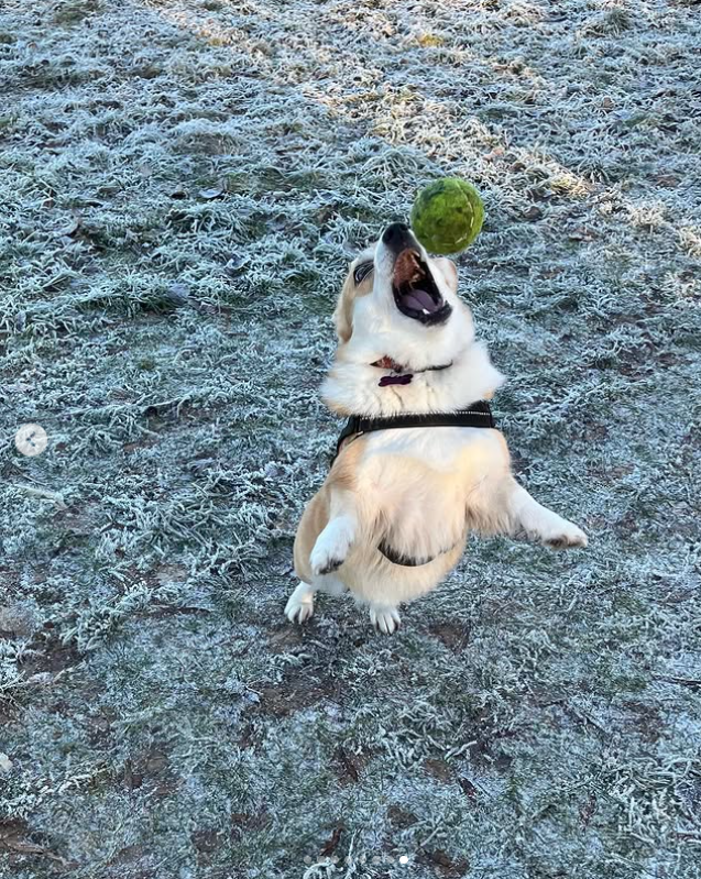 Cheezburger Image 10616688640