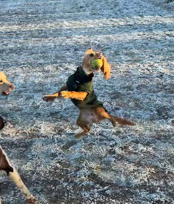 Cheezburger Image 10616691712