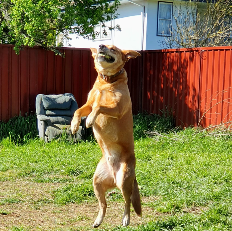 Cheezburger Image 10616701696