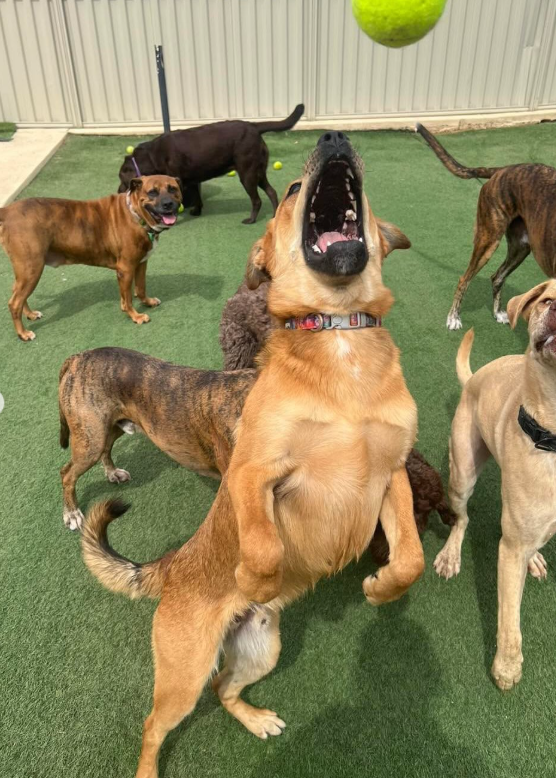 Cheezburger Image 10616704768