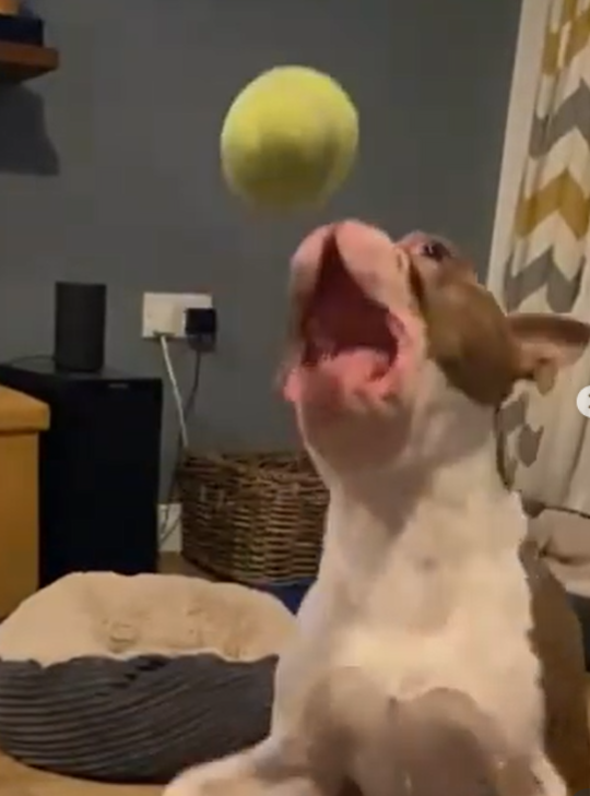 Cheezburger Image 10616705024