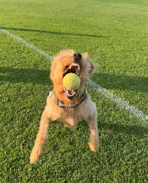 Cheezburger Image 10616713472