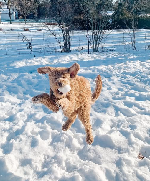 Cheezburger Image 10616718592