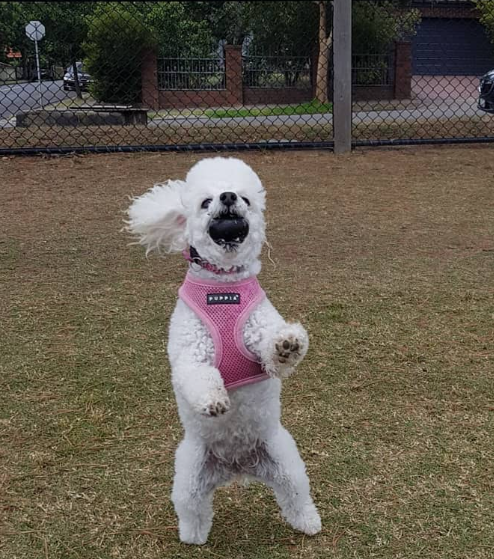 Cheezburger Image 10616719360