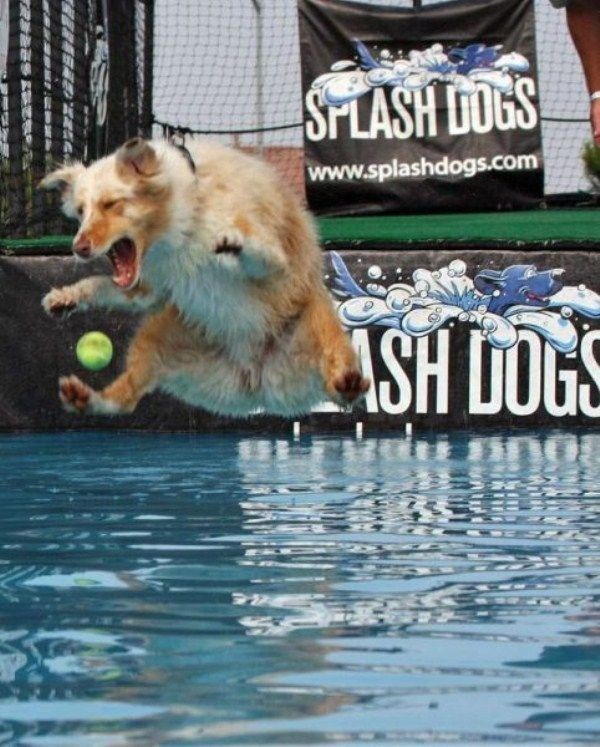 SPLASH DOGS www.splashdogs.com ASH DOGS