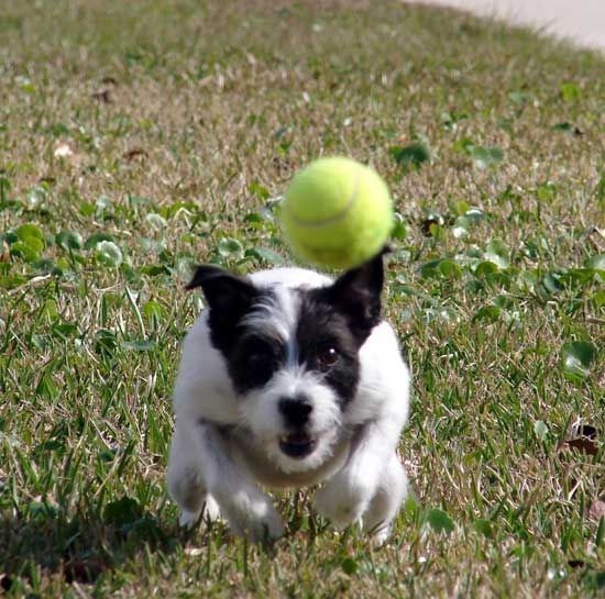 Cheezburger Image 10616727040