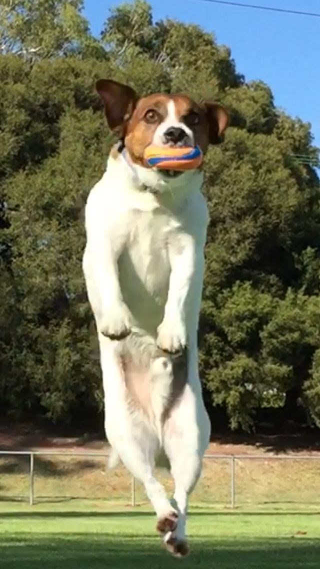 Cheezburger Image 10616728576