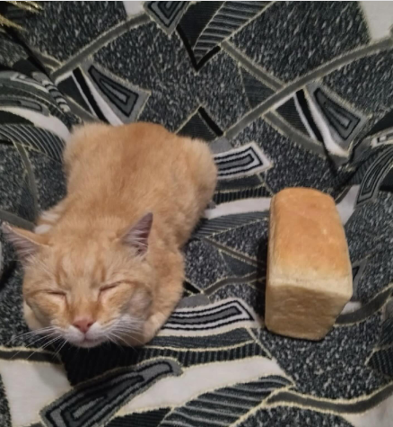 Cheezburger Image 10616739328