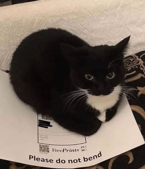 FreePrints Please do not bend