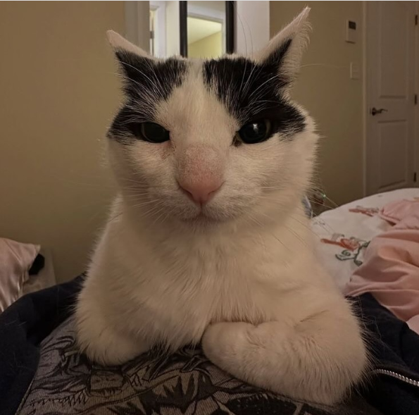 Cheezburger Image 10616741888