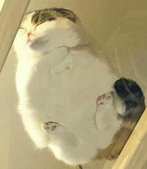 Cheezburger Image 10616742400