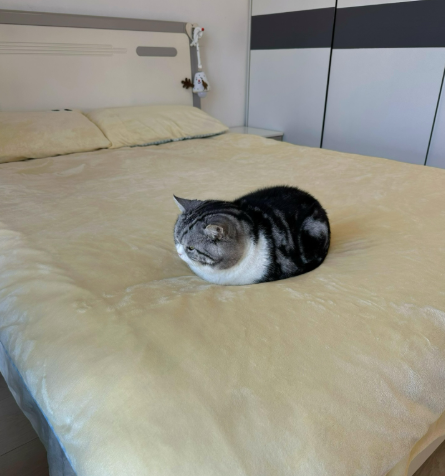 Cheezburger Image 10616742656