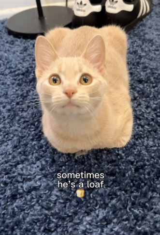 sometimes he's a loaf