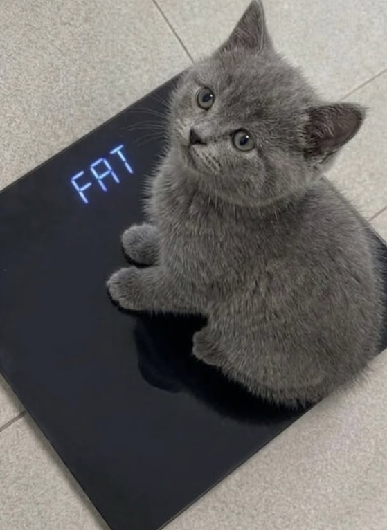 FAT