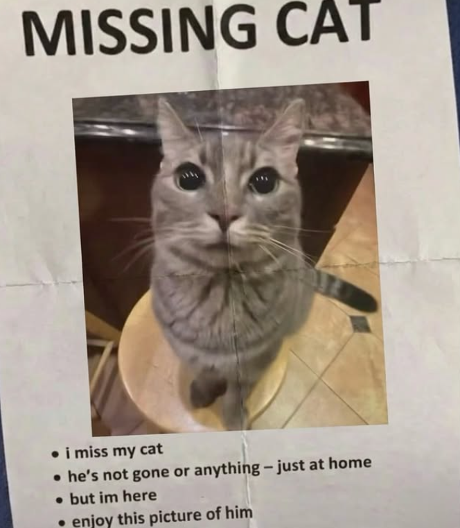 MISSING CAT • i miss my cat • he's not gone or anything - just at home • but im here • enjoy this picture of him