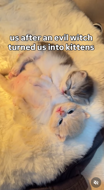 us after an evil witch turned us into kittens