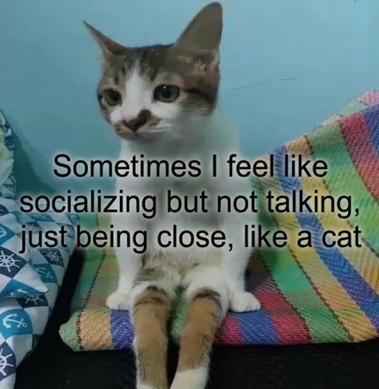 Sometimes I feel like socializing but not talking, just being close, like a cat