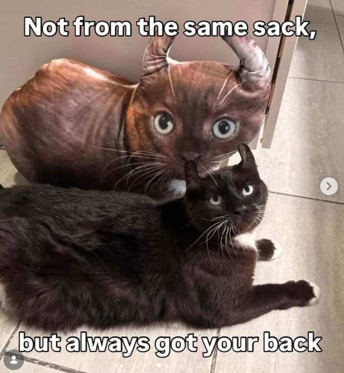 Not from the same sack, but always got your back >