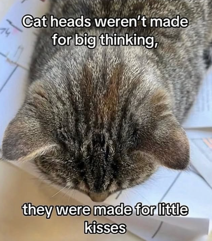 Cat heads weren't made for big thinking, they were made for little kisses
