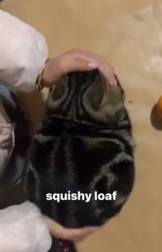 squishy loaf