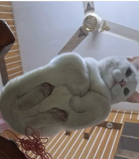 Cheezburger Image 10616750080