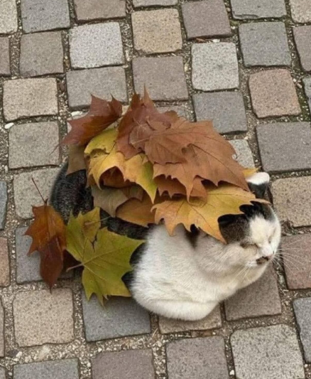 Cheezburger Image 10616750336