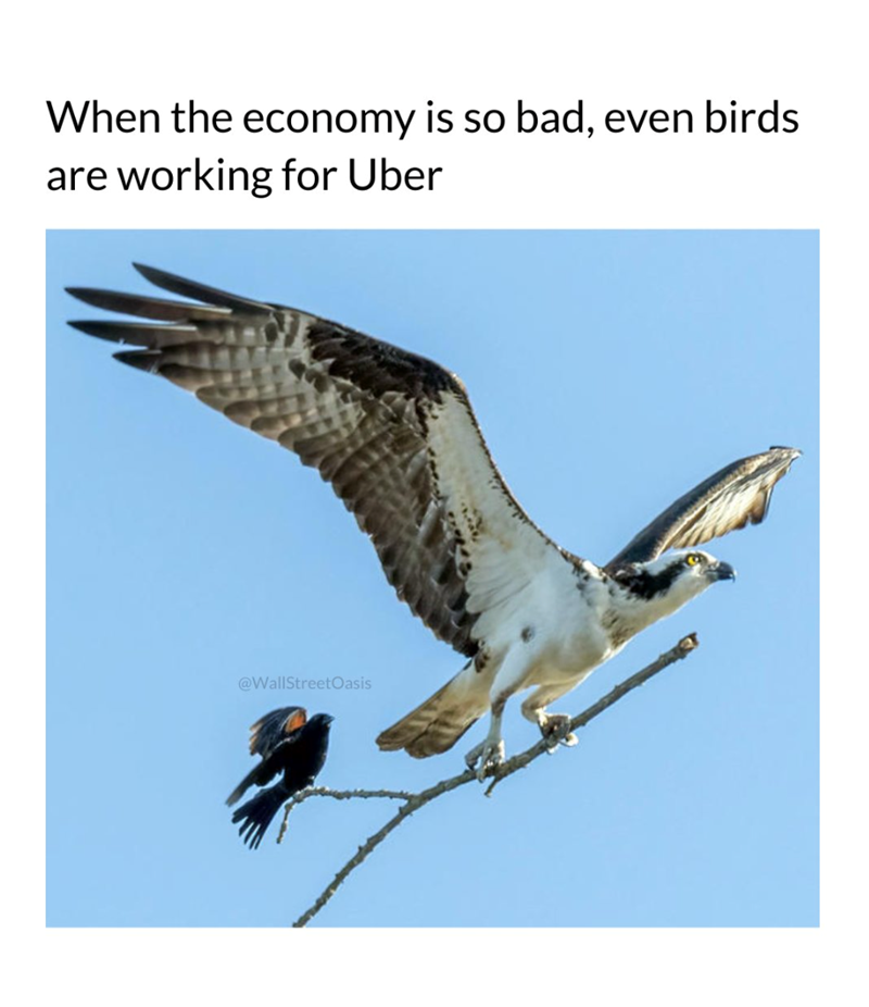 When the economy is so bad, even birds are working for Uber @WallStreetOasis