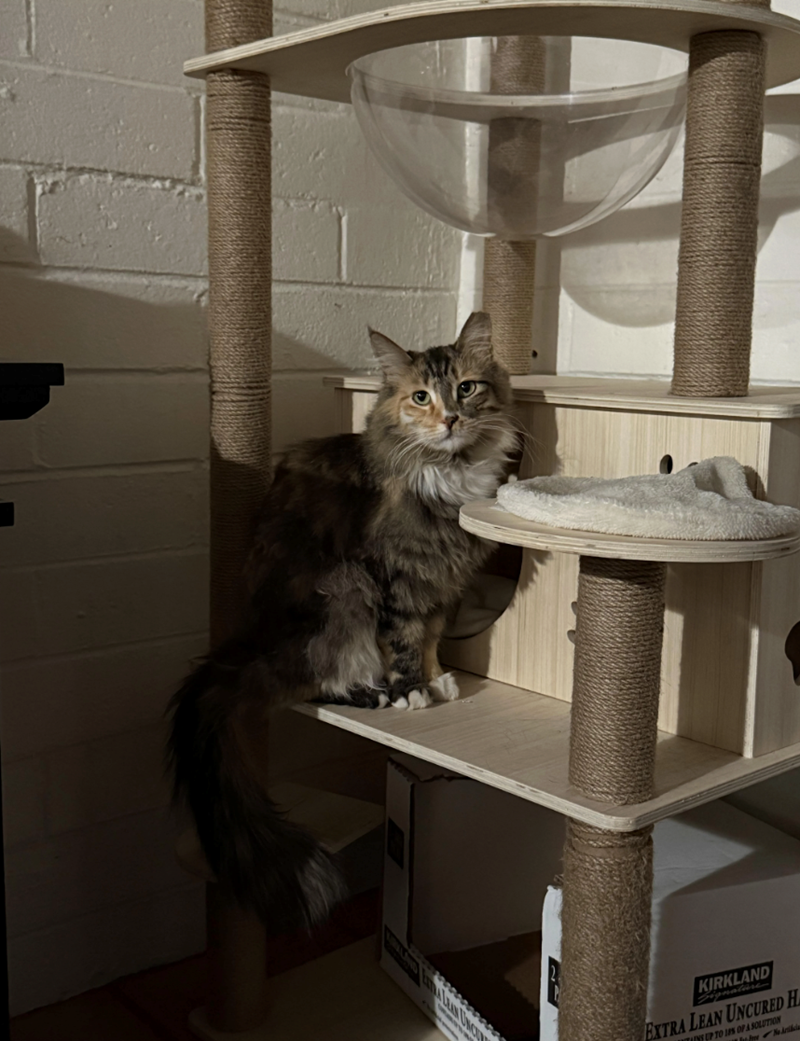 30000000G KIRKLAND Signalare EXTRA LEAN UNCURED H NE UP TO 1PS OF A SOLUTION