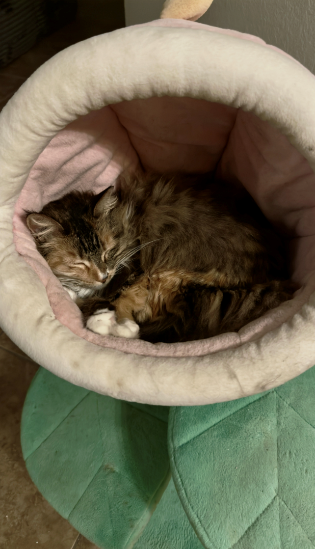 Cheezburger Image 10616782848