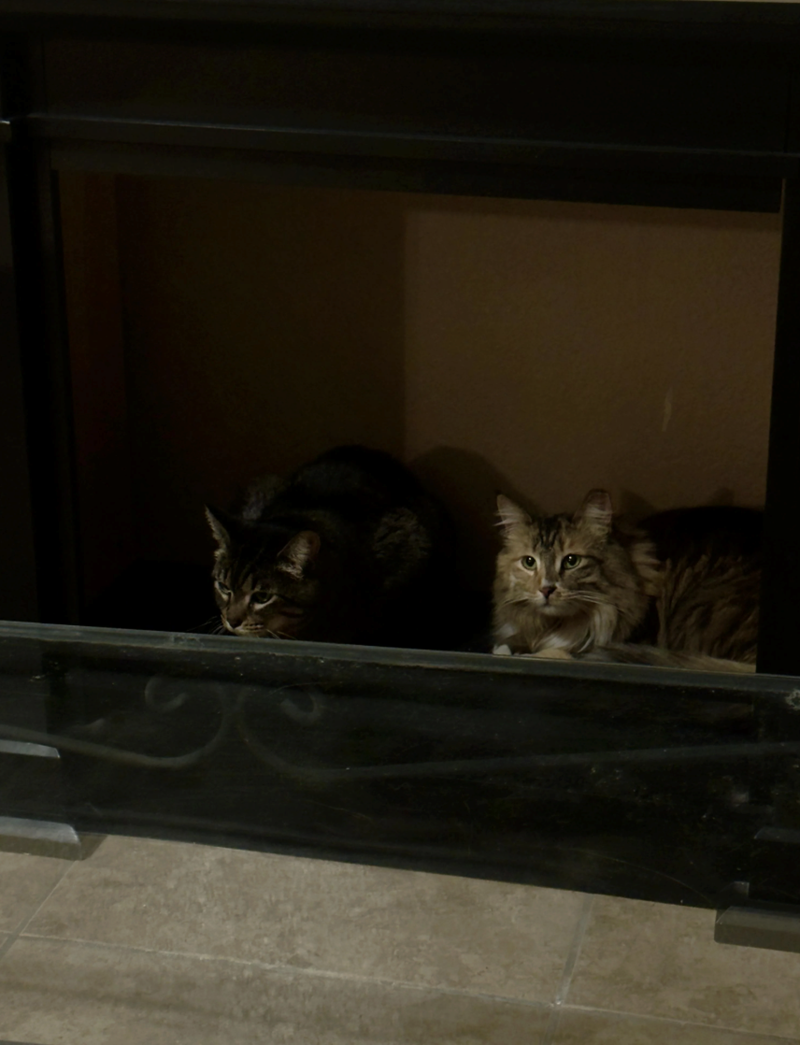 Cheezburger Image 10616783104