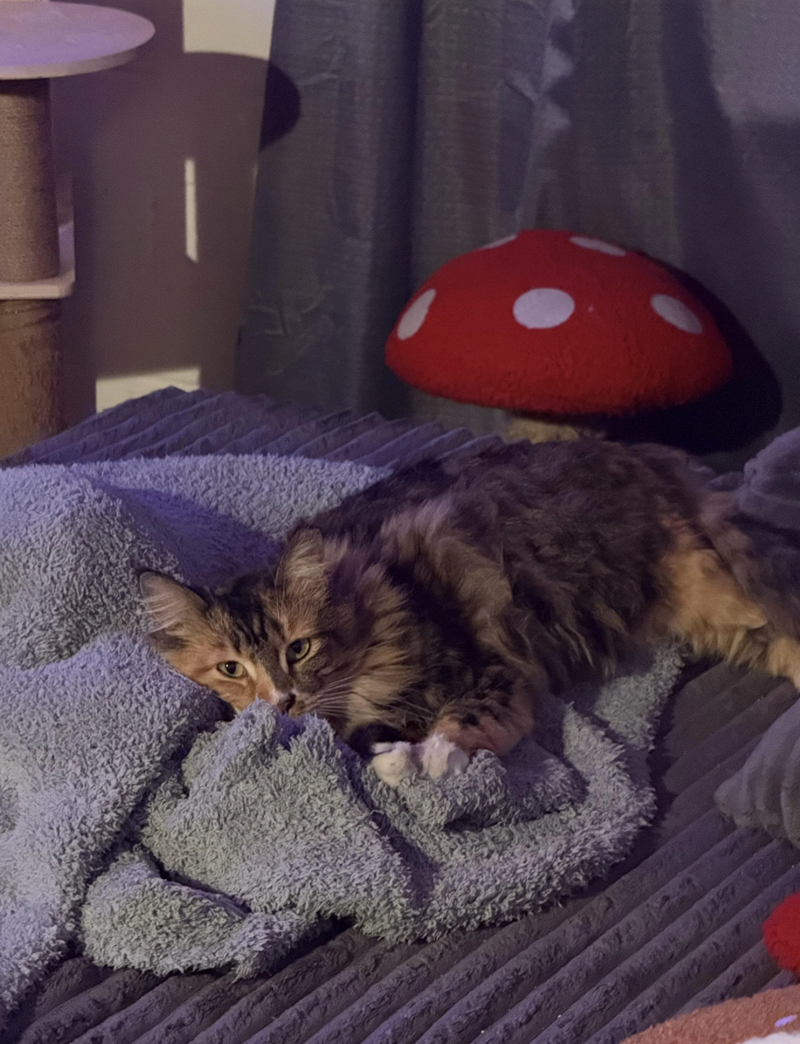 Cheezburger Image 10616783360